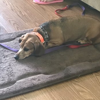 New Beginnings Dog Training - "Place Command" learning to be calm on command. - Pet Training Near Me New Beginnings Dog Training - "Place Command" learning to be calm on command. - Pet Training Near Me