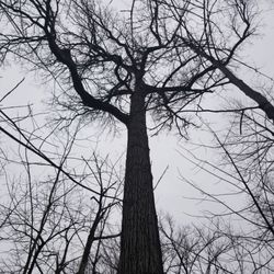 Goll Woods Preserve - One of the ancient, 400 year old, 120 foot tall old growth trees in the preserve.