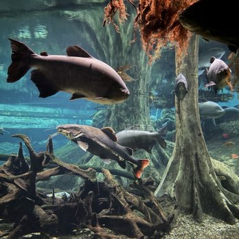 CosmoCaixa - Museums Near Me - Barcelona, B CosmoCaixa - Museums Near Me - Barcelona, B