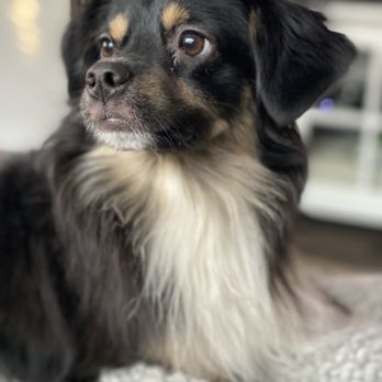 Lucky Little Aussies - Pet Breeders Near Me Lucky Little Aussies - Pet Breeders Near Me