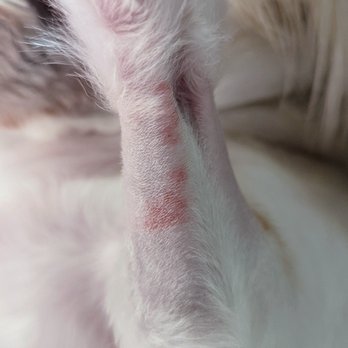 TrueCare for pets - Veterinarians Near Me - Studio City, California TrueCare for pets - Veterinarians Near Me - Studio City, California