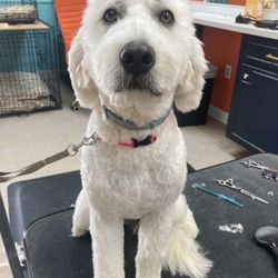 Pawsibilities Dog Grooming