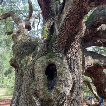 Angel Oak - Angel Oak - Parks Near Me - Johns Island, South Carolina Angel Oak - Angel Oak - Parks Near Me - Johns Island, South Carolina