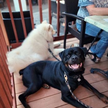 The Deck Bar - Dogs are welcome! - American Near Me - Northampton, Massachusetts