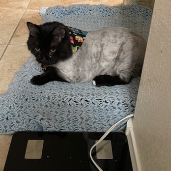 Pet Wishes Spa - Fuzzy loved his Lion cut - Pet Groomers Near Me - Las Vegas, Nevada Pet Wishes Spa - Fuzzy loved his Lion cut - Pet Groomers Near Me - Las Vegas, Nevada