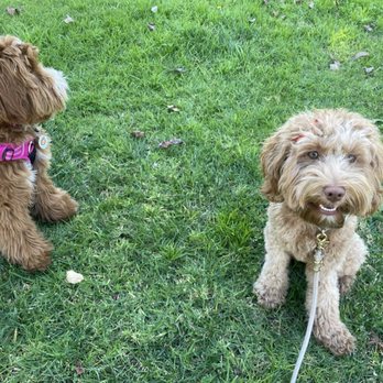 Doggie Details - BEFORE: Tilly is on the right. This was her face before her grooming. She had a beautiful fluffy face - Pet Groomers Near Me - Torrance, California Doggie Details - BEFORE: Tilly is on the right. This was her face before her grooming. She had a beautiful fluffy face - Pet Groomers Near Me - Torrance, California