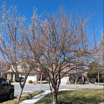 Bear Mountain Arborist - Before - Tree Services Near Me Bear Mountain Arborist - Before - Tree Services Near Me