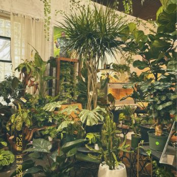 Energy Gardens Terrariums - plants - Nurseries & Gardening Near Me - Dallas, Texas Energy Gardens Terrariums - plants - Nurseries & Gardening Near Me - Dallas, Texas