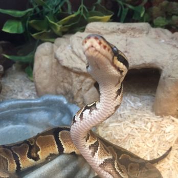 PetSmart - Pet Training Near Me - Charleston, South Carolina
