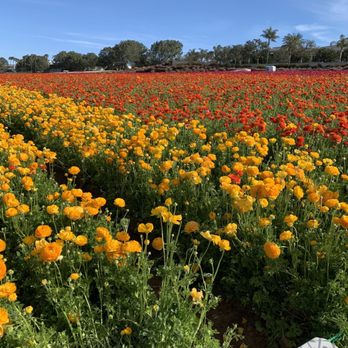 The Flower Fields - Flowers - Venues & Event Spaces Near Me - Carlsbad, California The Flower Fields - Flowers - Venues & Event Spaces Near Me - Carlsbad, California