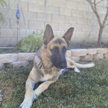 CURB Mobile Pet Groomers - Pet Groomers Near Me