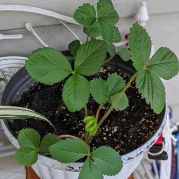 Direct Gardening - Nurseries & Gardening Near Me - Bloomington, Illinois