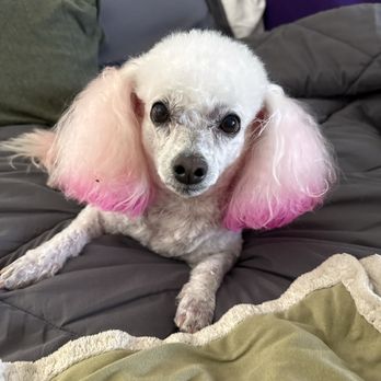 Classy Canine's Wiggle Rumps - They always do an amazing job with my puppy while my doggie. She's a big girl and thank you to one of the best groomers around. - Pet Groomers Near Me - Castrovalley, California