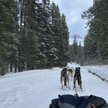 Snowy Owl Sled Dog Tours - Tours Near Me - Canmore, Alberta Snowy Owl Sled Dog Tours - Tours Near Me - Canmore, Alberta