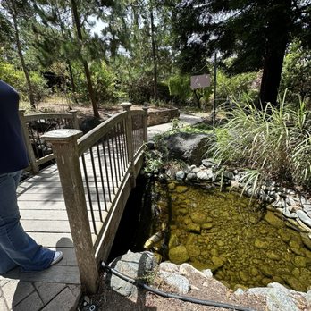 Cambria Nursery and Florist - Fish pond - Nurseries & Gardening Near Me - Cambria, California Cambria Nursery and Florist - Fish pond - Nurseries & Gardening Near Me - Cambria, California