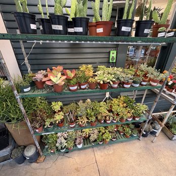 Ceremony Botanical Studio - Nurseries & Gardening Near Me - Wimberley, Texas