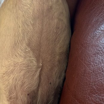 PetSmart - You can see where she shaved closer on some areas - Pet Training Near Me - Phoenix, Arizona PetSmart - You can see where she shaved closer on some areas - Pet Training Near Me - Phoenix, Arizona
