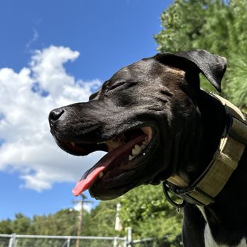 Planet Pup - Pet Boarding Near Me - Charlotte, North Carolina