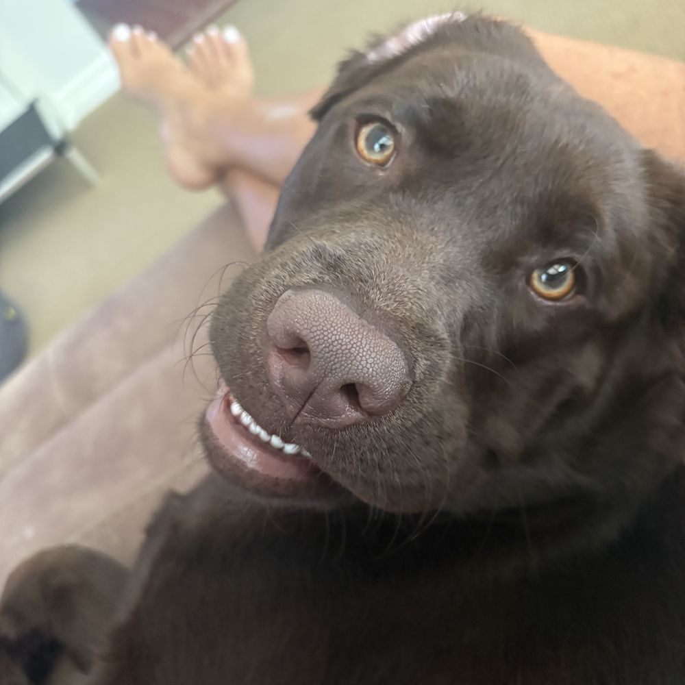 Clickstart Dog Training Academy - Hazel - Pet Training Near Me - Lake Forest, California