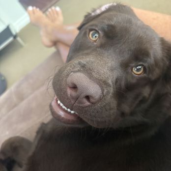 Clickstart Dog Training Academy - Hazel - Pet Training Near Me - Lake Forest, California Clickstart Dog Training Academy - Hazel - Pet Training Near Me - Lake Forest, California