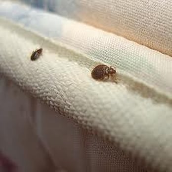 AAA Pest Pros - Pest Control Near Me - Longmont, Colorado AAA Pest Pros - Pest Control Near Me - Longmont, Colorado