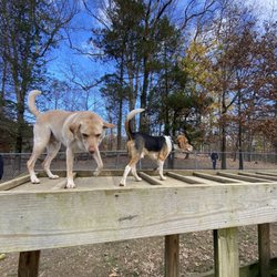 Morris Central Park Dog Park
