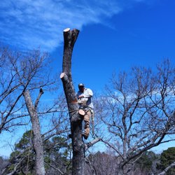 Longview Tree Service