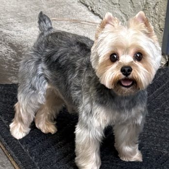 Pro Clipping - Right after Laura's services.. no more choppy cuts or skin irritations! - Pet Groomers Near Me