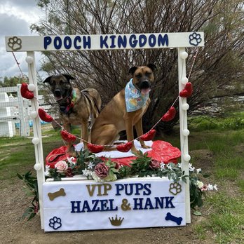 Pooch Kingdom - Good times! - Dog Parks Near Me - Murrieta, California Pooch Kingdom - Good times! - Dog Parks Near Me - Murrieta, California