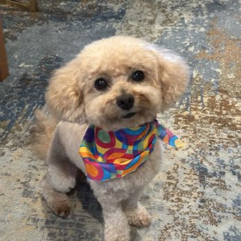 Essential Grooming - Pet Groomers Near Me - Santee, California