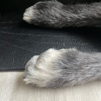 Above All Grooming - Short paw hairs and nails grinded they did great! - Pet Groomers Near Me - North Las Vegas, Nevada Above All Grooming - Short paw hairs and nails grinded they did great! - Pet Groomers Near Me - North Las Vegas, Nevada