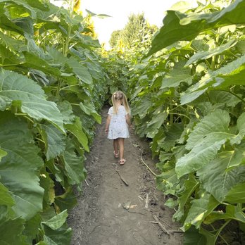 Crazy Legs Farm & Pumpkins - Farms Near Me - Farmington, Minnesota