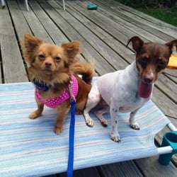 Riverfront Dog Training