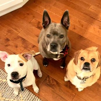Eleventh Hour Rescue - Animal Shelters Near Me