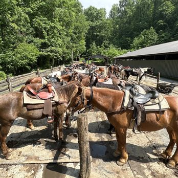 Sugarlands Riding Stable - Horses waiting for riders. - Horseback Riding Near Me - Gatlinburg, Tennessee Sugarlands Riding Stable - Horses waiting for riders. - Horseback Riding Near Me - Gatlinburg, Tennessee