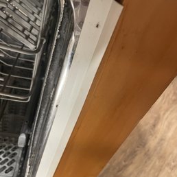 Cockroaches everywhere so disgusting and nasty Cockroaches everywhere so disgusting and nasty