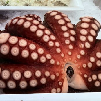 Bear Flag Fish - Octopus! - Seafood Markets Near Me - Newport Beach, California Bear Flag Fish - Octopus! - Seafood Markets Near Me - Newport Beach, California