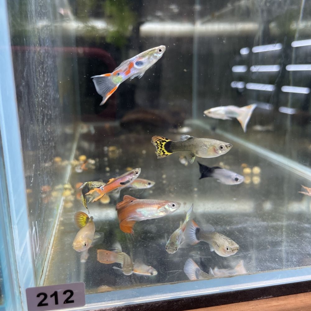 Tiny Aquatics - Female guppy's - Local Fish Stores Near Me - Round Rock, Texas Tiny Aquatics - Female guppy's - Local Fish Stores Near Me - Round Rock, Texas