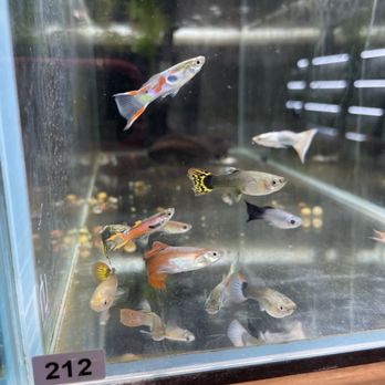 Tiny Aquatics - Female guppy's - Local Fish Stores Near Me - Round Rock, Texas