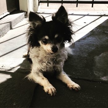 La Cumbre Feed-Roeser Milling Co - Our Stella & Chewy's cost the same here as online - Pets Near Me - Santa Barbara, California La Cumbre Feed-Roeser Milling Co - Our Stella & Chewy's cost the same here as online - Pets Near Me - Santa Barbara, California