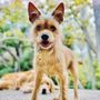 Photo of Brigitte Bard Holistic Dog Training