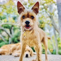 Brigitte Bard Holistic Dog Training - Sweet pretty Rosie
