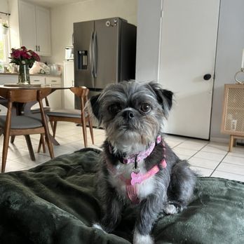 Pet Rush Inn - After - Pet Sitting Near Me - Burbank, California
