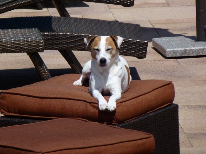 Paws On the Beach Image