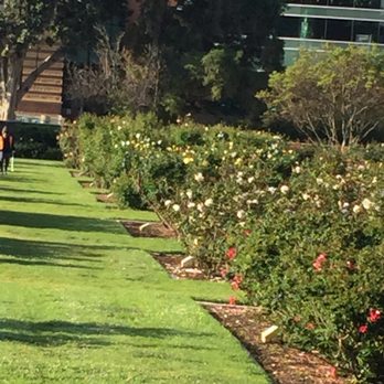 Exposition Park Rose Garden - Miles of roses - Botanical Gardens Near Me - Los Angeles, California