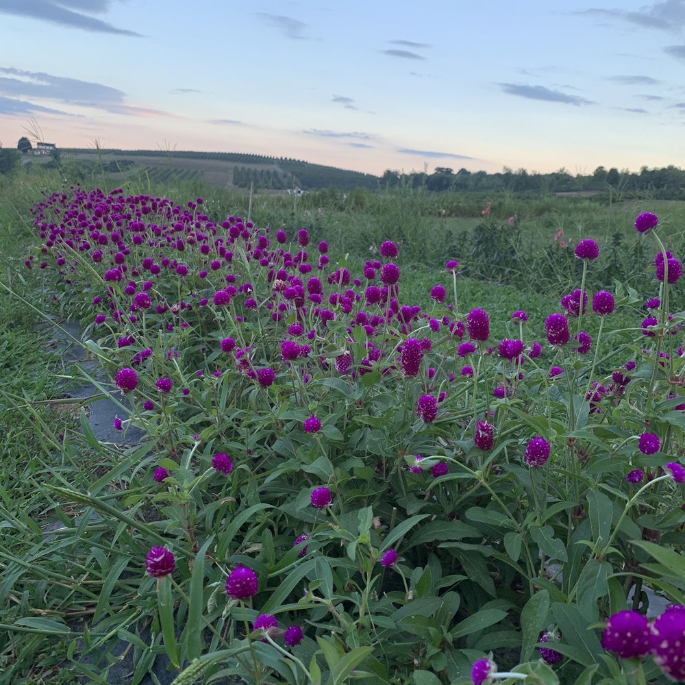 Hudson Wildflower Co - Beautiful views! - Florists Near Me - Milton, New York