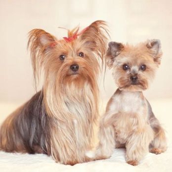 Love N Scrub - Pet Groomers Near Me - Herriman, Utah Love N Scrub - Pet Groomers Near Me - Herriman, Utah