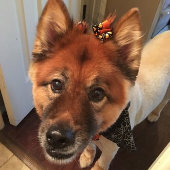 Pampered Pets Grooming - Pet Groomers Near Me - Wylie, Texas Pampered Pets Grooming - Pet Groomers Near Me - Wylie, Texas