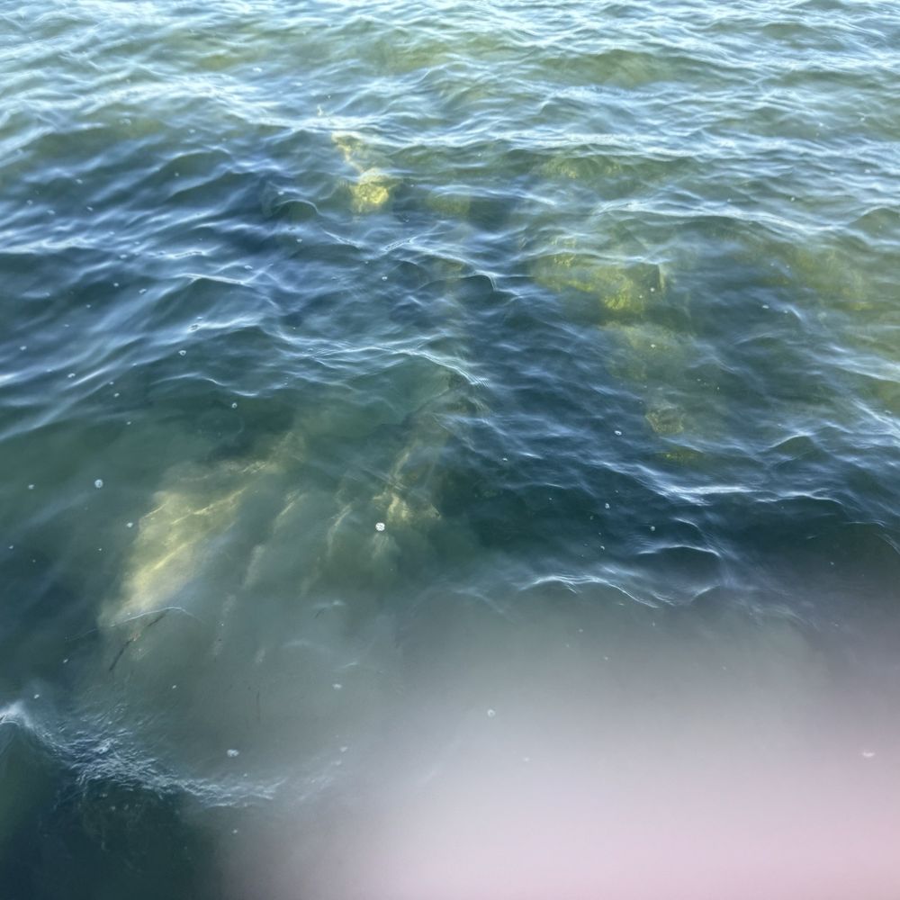 Captain Sterling's Boat Tours - Manatee pod feeding ground - Boat Tours Near Me - Key Largo, Florida