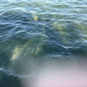 Captain Sterling's Boat Tours - Manatee pod feeding ground - Boat Tours Near Me - Key Largo, Florida